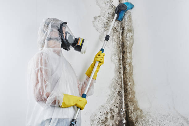 Best Black Mold Removal  in Fairport Harbor, OH