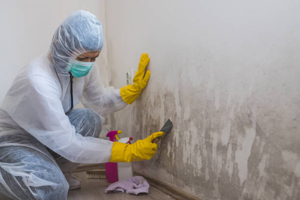 Crawl Space Mold Removal in Fairport Harbor, OH