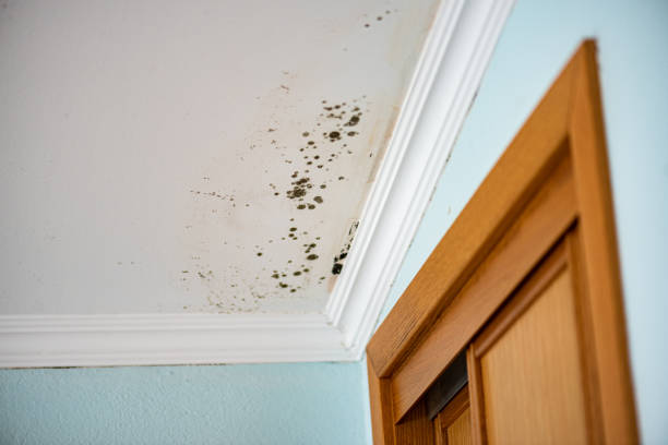 Best Residential Mold Removal  in Fairport Harbor, OH