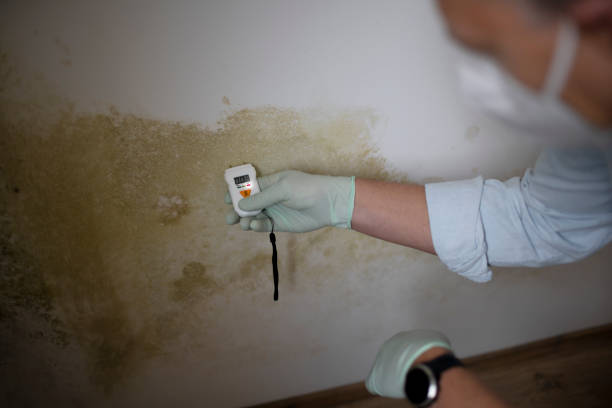 Best Mold Damage Repair  in Fairport Harbor, OH