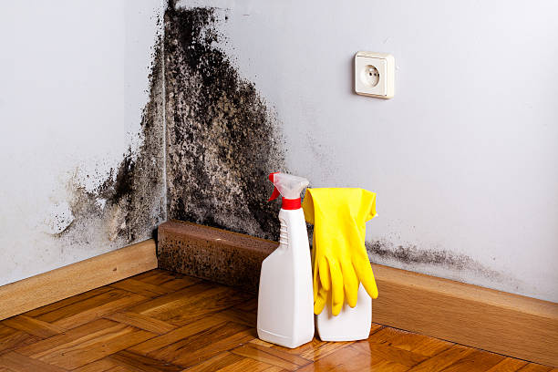 Best Attic Mold Removal  in Fairport Harbor, OH